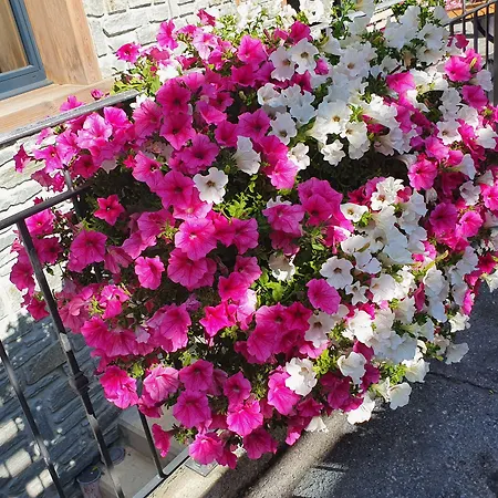 Готель Phoenix