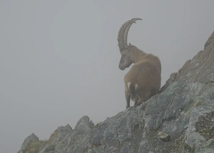 ホテル フェニックス ツェルマット