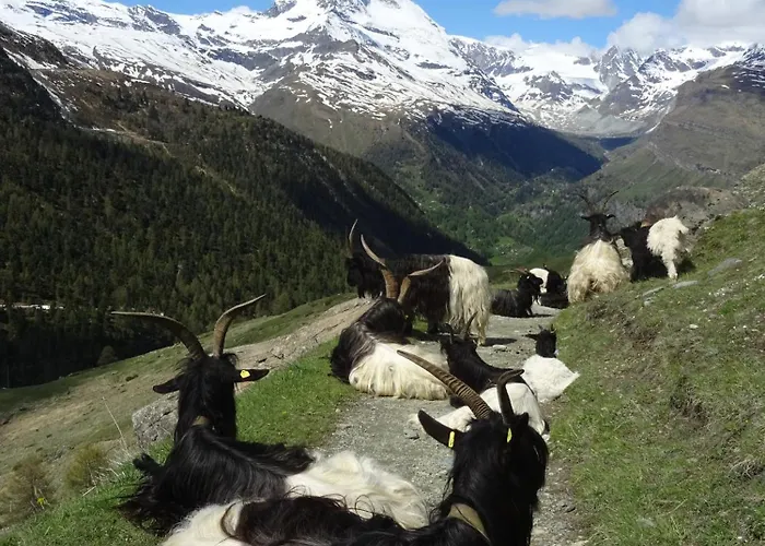 フェニックス ツェルマット