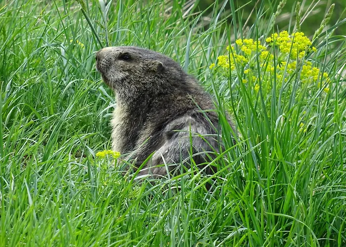 フェニックス 3*